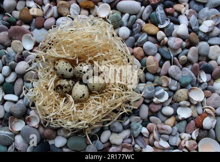 Five Flted Birds Eggs in A Straw Nest on A Smooth Stones Top View Stockfoto