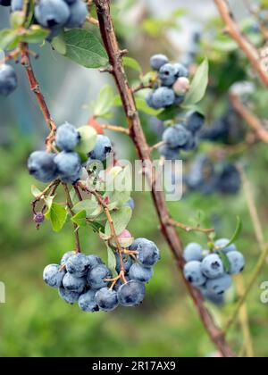 Reife Beeren im Blaubeerbusch, selektiver Fokus. Fruchtklumpen, Nahaufnahme. Reichhaltige Beerenernte, vertikales Format Stockfoto