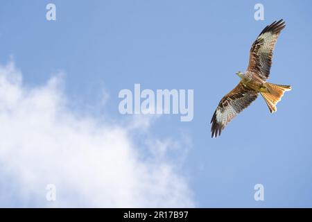 Ein roter Drachen (Milvus milvus), der vor dem Hintergrund weißer, flauschiger Wolken durch den Himmel ragt Stockfoto