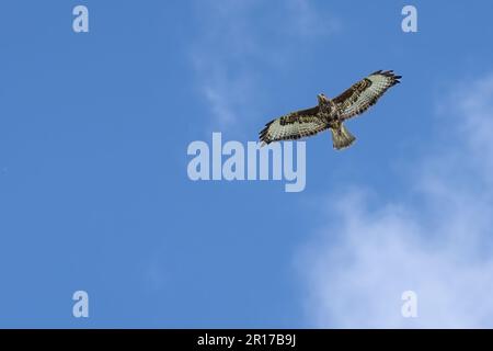 Ein roter Drachen (Milvus milvus), der vor dem Hintergrund weißer, flauschiger Wolken durch den Himmel ragt Stockfoto