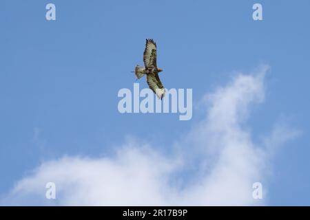 Ein roter Drachen (Milvus milvus), der vor dem Hintergrund weißer, flauschiger Wolken durch den Himmel ragt Stockfoto