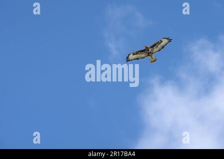 Ein roter Drachen (Milvus milvus), der vor dem Hintergrund weißer, flauschiger Wolken durch den Himmel ragt Stockfoto