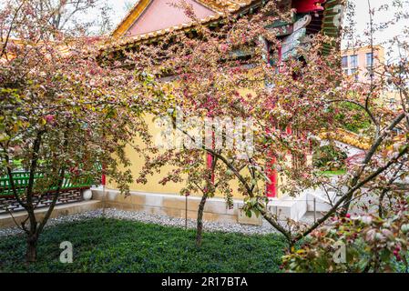 Frühlingsblüte im Chinesischen Garten, ein Garten, der ein Geschenk von Zürichs chinesischer Partnerstadt Kunming war, gewidmet den drei Freunden des Winters, Stockfoto