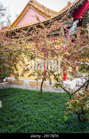 Frühlingsblüte im Chinesischen Garten, ein Garten, der ein Geschenk von Zürichs chinesischer Partnerstadt Kunming war, gewidmet den drei Freunden des Winters, Stockfoto