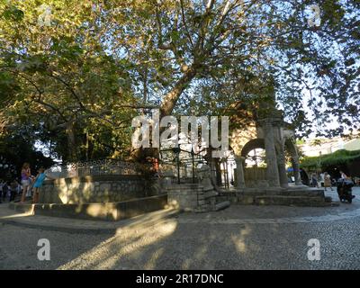 Griechenland, Insel Kos: Uralter Ebenenbaum, unter dem Hippokrates angeblich stand. Stockfoto