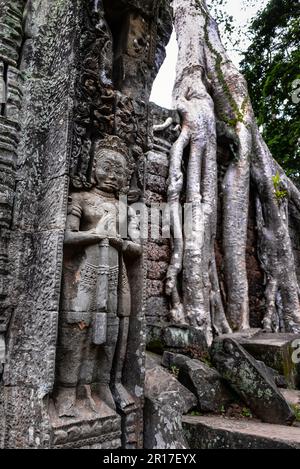 Ta Prohm Tempelruinen versteckt im Dschungel, Siem Riep, Kambodscha Stockfoto