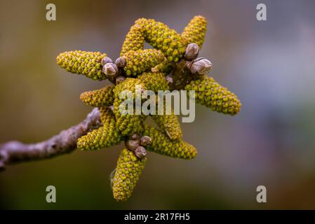 Blüte im Frühling frische junge Walnussblätter Grüne Blütenblüte Blütenpollen Zweig Katzenfutter nah an der Natur Natur Natur männliche Blütenarten Natur Hintergrund nu Stockfoto