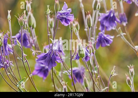 Wildes Aquilegia oder Columbine (Aquilegia vulgaris) in Blüten im Sommer, in der Landschaft von Devon, Südwestengland, Großbritannien. Stockfoto