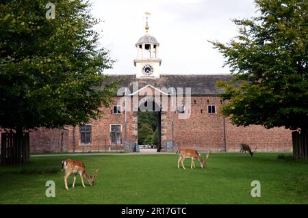 England, Cheshire, Dunham Massey (National Trust), ein Herrenhaus aus dem 18. Jahrhundert in einer 300 Hektar großen Parklandschaft. Damhirsche in der Nähe des Kutschenhauses, mit seinem Stockfoto