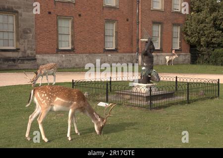 England, Cheshire, Dunham Massey (National Trust), ein Herrenhaus aus dem 18. Jahrhundert in einer 300 Hektar großen Parklandschaft. Damhirsche in der Nähe der „afrikanischen“ Sonnenuhr. Stockfoto