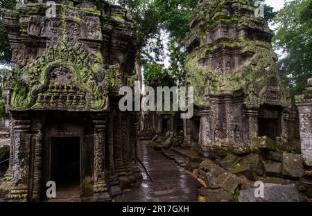 Ta Prohm Tempelruinen versteckt im Dschungel, Siem Riep, Kambodscha Stockfoto