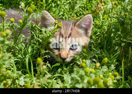 Das Kätzchen versteckt sich im Gras, um den Vogel zu jagen Stockfoto