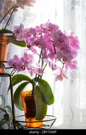 Topf mit lila Orchidee blüht mit üppigen Blumen Stockfoto