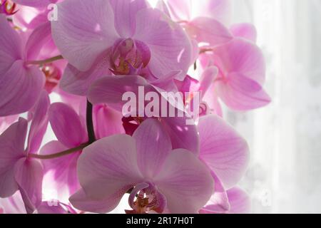 Ein Orchideenzweig am Fenster. Eine lebendige tropische rosafarbene Orchideenblume mit Blumenhintergrund. Wunderschöner Hausstrauß von Thailand Orchidee im Inneren Stockfoto