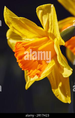 Frühlingsboten: Narzissen in voller Blüte, eine Ikone der britischen Frühlingszeit; Devon, Großbritannien. Stockfoto