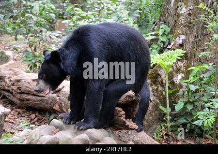 Laos, Luang Prabang: Asiatischer Schwarzbär (Ursus thibetanus) im Tat Kuang Si Bear Rescue Centre, rund 30 km von Luang Prabang entfernt. Im April 2014 Stockfoto