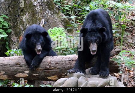 Laos, Luang Prabang: Asiatische Schwarzbären (Ursus thibetanus) im Tat Kuang Si Bear Rescue Centre, rund 30 km von Luang Prabang entfernt. Im April 2014 gab es die Stockfoto