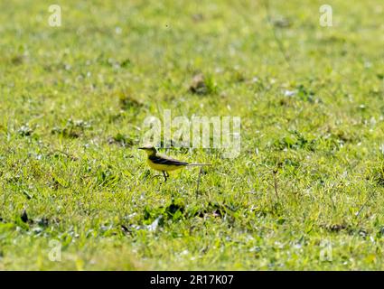 Yellow Wagtail, Motacilla Flava auf einem Feld in West Runton, Norfolk, Großbritannien. Stockfoto