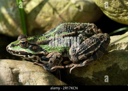 Der essbare Frosch (Pelophylax kl. esculentus) ist eine Art des Gemeinen Europäischen Frosches, auch bekannt als Gemeiner Wasserfrosch oder grüner Frosch Stockfoto