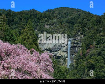 Weinender Kirschbaum und Nachi-Wasserfall Stockfoto