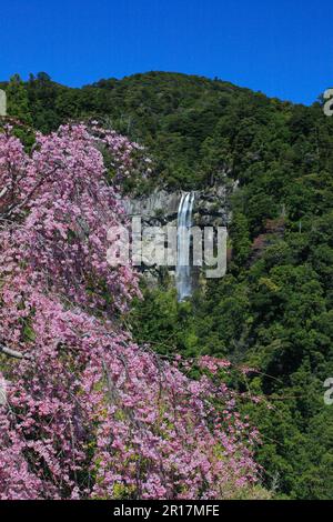 Weinender Kirschbaum und Nachi-Wasserfall Stockfoto