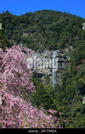 Weinender Kirschbaum und Nachi-Wasserfall Stockfoto