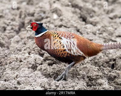 A Ring Neck Pheasant, Phasianus colchicus, auf einem Feld in North Norfolk, Großbritannien. Stockfoto