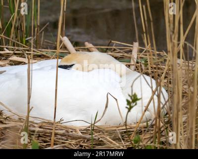 Ein stummer Schwan, Cygnus olor, der seine Eggsa auf einem Nest im Naturschutzgebiet Cley Next the Sea in North Norfolk, Großbritannien, inkubiert. Stockfoto