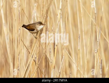 Ein Reed Warbler, Acrocephalus scirpaceus im Naturschutzgebiet Cley Next the Sea in North Norfolk, Großbritannien. Stockfoto