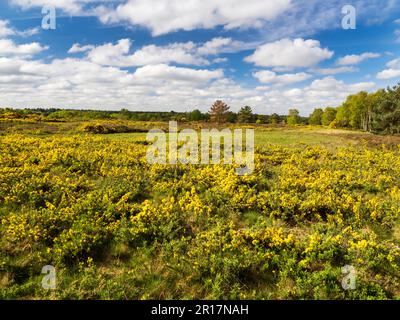 Kelling Heath in North Norfolk, Großbritannien. Stockfoto