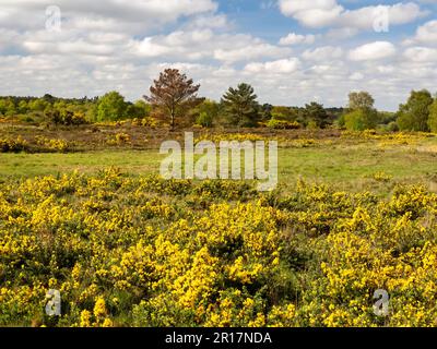 Kelling Heath in North Norfolk, Großbritannien. Stockfoto