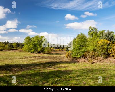 Kelling Heath in North Norfolk, Großbritannien. Stockfoto