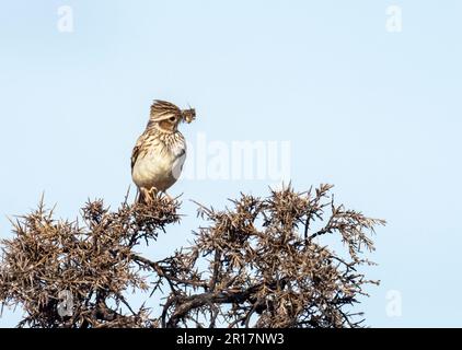 A Woodlark, Lullula arborea auf Kelling Heath in North Norfolk, Großbritannien. Stockfoto