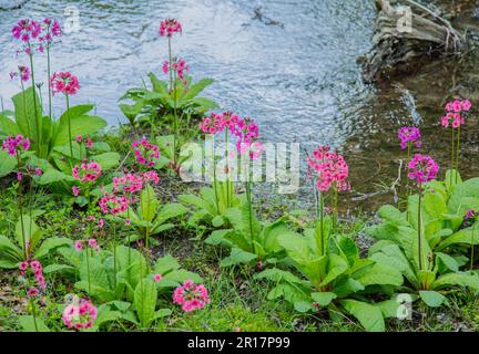 Senju buddha am Chuzenji-See und einem klaren Bach, wo Primula Japonica-Pflanzen wachsen Stockfoto