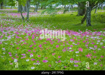 Senju buddha am Strand des Sees Chuzenjiko, wo Primula Japonica wächst Stockfoto