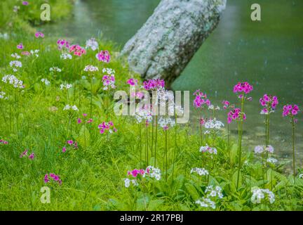 Senju buddha am Chuzenji-See und einem klaren Bach, wo Primula Japonica-Pflanzen wachsen Stockfoto