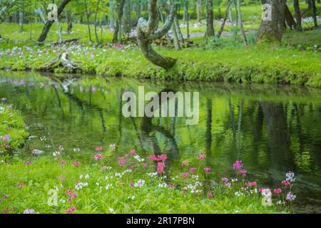 Senju buddha am Chuzenji-See und einem klaren Bach, wo Primula Japonica-Pflanzen wachsen Stockfoto