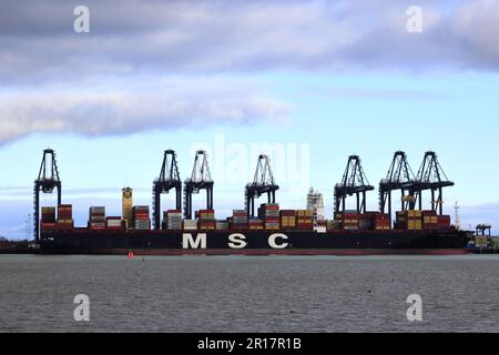 MSC Sveva Containerschiff, entladen und beladen im Hafen von Felixstowe, Suffolk, England, Großbritannien Stockfoto