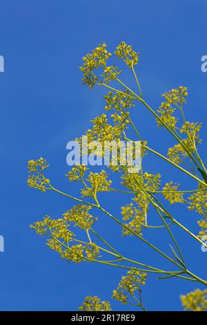 Ominaeshi-Blumen Stockfoto