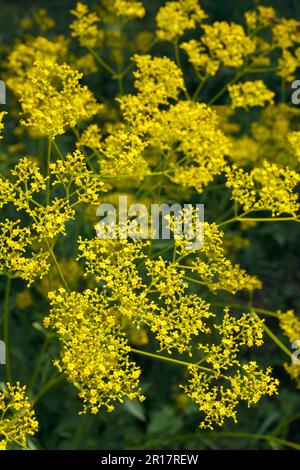 Ominaeshi-Blumen Stockfoto