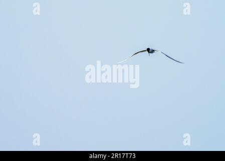 Sandwich Tern, Thalasseus sandvicensis in Hodbarrow, Millom, Cumbria, Großbritannien. Stockfoto
