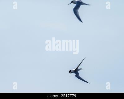 Sandwich Tern, Thalasseus sandvicensis in Hodbarrow, Millom, Cumbria, Großbritannien. Stockfoto
