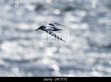 Sandwich Tern, Thalasseus sandvicensis in Hodbarrow, Millom, Cumbria, Großbritannien. Stockfoto
