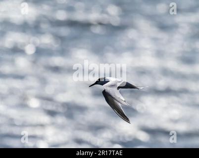 Sandwich Tern, Thalasseus sandvicensis in Hodbarrow, Millom, Cumbria, Großbritannien. Stockfoto