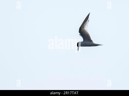 Sandwich Tern, Thalasseus sandvicensis in Hodbarrow, Millom, Cumbria, Großbritannien. Stockfoto