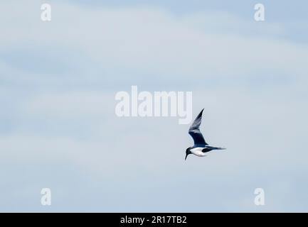 Sandwich Tern, Thalasseus sandvicensis in Hodbarrow, Millom, Cumbria, Großbritannien. Stockfoto