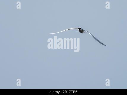 Sandwich Tern, Thalasseus sandvicensis in Hodbarrow, Millom, Cumbria, Großbritannien. Stockfoto