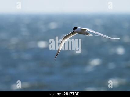 Sandwich Tern, Thalasseus sandvicensis in Hodbarrow, Millom, Cumbria, Großbritannien. Stockfoto