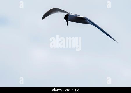 Sandwich Tern, Thalasseus sandvicensis in Hodbarrow, Millom, Cumbria, Großbritannien. Stockfoto