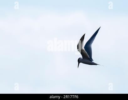 Sandwich Tern, Thalasseus sandvicensis in Hodbarrow, Millom, Cumbria, Großbritannien. Stockfoto
